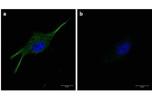 Immunofluorescence of α-tubulin using FITC-conjugated Fluorescent anti-mouse IgG Immunofluorescence microscopy of α-tubulin in U-87 MG cells using FITC-conjugated Fluorescent anti-mouse IgG  for detection. (Fluorescent TrueBlot®: Anti-Maus Ig Fluorescein)