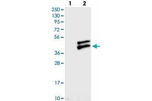 Western blot analysis of Lane 1: Negative control (vector only transfected HEK293T lysate), Lane 2: Over-expression Lysate (Co-expressed with a C-terminal myc-DDK tag (~3. (RWDD2B Antikörper)