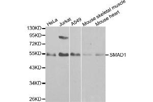 Western blot analysis of extracts of various cell lines, using SMAD1 antibody. (SMAD1 Antikörper)