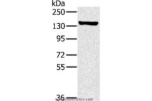 Western blot analysis of A172 cell, using PPP1R12A Polyclonal Antibody at dilution of 1:450 (PPP1R12A Antikörper)