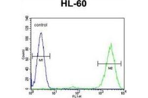 Flow cytometric analysis of HL-60 cells (right histogram) compared to a negative control cell (left histogram) using Prothymosin alpha  Antibody , followed by FITC-conjugated goat-anti-rabbit secondary antibodies.