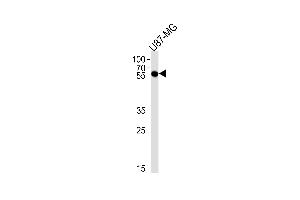 CS Antibody (C-term) (ABIN1881213 and ABIN2838442) western blot analysis in U87-MG cell line lysates (35 μg/lane). (CMAS Antikörper  (C-Term))