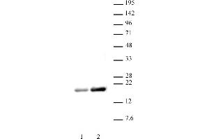 Histone H3ac (pan-acetyl) antibody (pAb) tested by Western blot. (Histone 3 Antikörper  (acLys))
