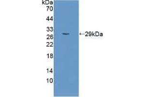 Detection of Recombinant SCO2, Human using Polyclonal Antibody to SCO Cytochrome Oxidase Deficient Homolog 2 (SCO2) (SCO2 Antikörper  (AA 42-266))