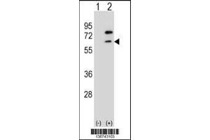 Western blot analysis of ZBTB7B using rabbit polyclonal ZBTB7B Antibody using 293 cell lysates (2 ug/lane) either nontransfected (Lane 1) or transiently transfected (Lane 2) with the ZBTB7B gene. (ZBTB7B Antikörper  (AA 315-343))