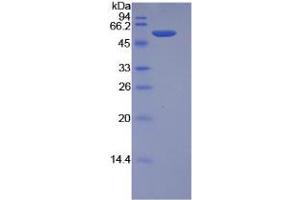 SDS-PAGE analysis of Mouse Granzyme M Protein. (GZMM Protein)