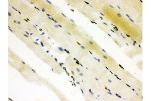 Immunohistochemistry (IHC) image for anti-C-terminal Binding Protein 2 (CTBP2) (AA 321-445) antibody (ABIN3042768)