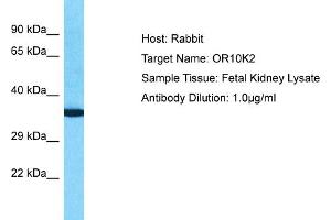 Host: Rabbit Target Name: OR10K2 Sample Type: Fetal Kidney lysates Antibody Dilution: 1. (Olfactory Receptor, Family 10, Subfamily K, Member 2 (OR10K2) (C-Term) Antikörper)