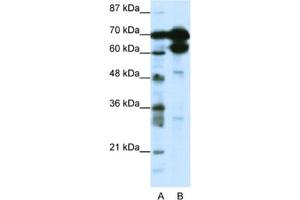 Western Blotting (WB) image for anti-Zinc Finger Protein 76 (Expressed in Testis) (ZNF76) antibody (ABIN2461696) (ZNF76 Antikörper)