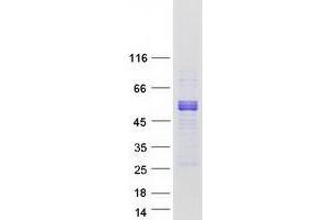 Western Blotting (WB) image for Doublesex and Mab-3 Related Transcription Factor 1 (DMRT1) protein (Myc-DYKDDDDK Tag) (ABIN2712277)