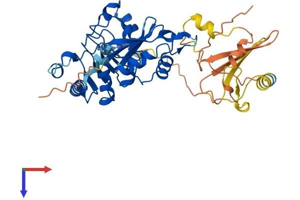 NXF5 Protein (AA 1-397) (His tag)