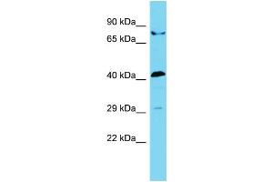 Host: Rabbit Target Name: STAC2 Sample Type: 293T Whole Cell lysates Antibody Dilution: 1.