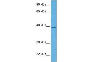 Western Blotting (WB) image for anti-Nuclear Receptor Subfamily 2, Group E, Member 3 (NR2E3) (Middle Region) antibody (ABIN2779532)