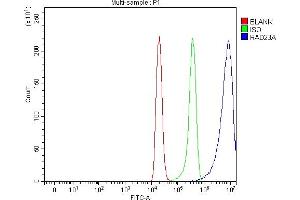 Flow Cytometry analysis of C6 cells using anti-HHR23A/RAD23A antibody (ABIN7603222). (RAD23A Antikörper  (N-Term))
