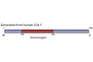 Image no. 1 for anti-Scavenger Receptor Class B, Member 1 (SCARB1) (AA 104-294) antibody (ABIN968231)