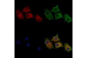 ABIN7094290 and ABIN7098337 staining HepG2 cells by IF/ICC.