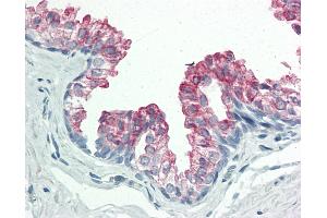 Anti-BAP / SIL1 antibody IHC staining of human prostate. (SIL1 Antikörper  (AA 360-409))