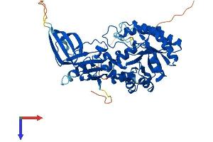 ODC1 Protein (AA 1-461) (His tag)