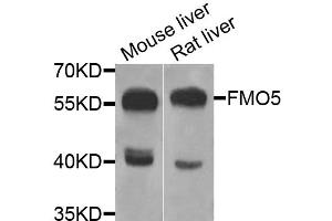 Western blot analysis of extracts of various cell lines, using FMO5 antibody (ABIN5975160) at 1/1000 dilution. (FMO5 Antikörper)