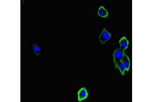 Immunofluorescent analysis of HepG2 cells using ABIN7161217 at dilution of 1:100 and Alexa Fluor 488-congugated AffiniPure Goat Anti-Rabbit IgG(H+L) (Neurexin 1 Antikörper  (AA 184-363))