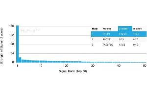 Analysis of Protein Array containing more than 19,000 full-length human proteins using TYRP1-Monospecific Mouse Monoclonal Antibody (TYRP1/3283) Z- and S- Score: The Z-score represents the strength of a signal that a monoclonal antibody (Monoclonal Antibody) (in combination with a fluorescently-tagged anti-IgG secondary antibody) produces when binding to a particular protein on the HuProtTM array. (Tyrosinase-Related Protein 1 Antikörper  (AA 257-377))