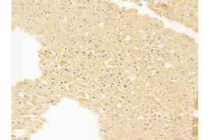 ABIN7093180 and ABIN7101269 at 1/100 staining human normal liver tissue by IHC-P. (C7 Antikörper  (Internal Region))
