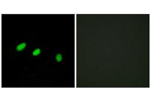 Immunofluorescence (IF) image for anti-Transformer 2 alpha Homolog (TRA2A) (C-Term) antibody (ABIN1849576) (TRA2A Antikörper  (C-Term))
