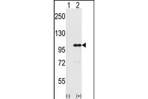 Western blot analysis of IND (arrow) using rabbit polyclonal IND Antibody (Center) (ABIN389359 and ABIN2839465). (INPP5D Antikörper  (AA 770-796))