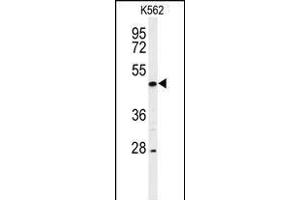 Western blot analysis of hRIPK3- (ABIN392275 and ABIN2841945) in K562 cell line lysates (35 μg/lane). (RIPK3 Antikörper  (C-Term))