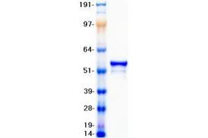 Validation with Western Blot (Vimentin Protein (VIM) (Myc-DYKDDDDK Tag))