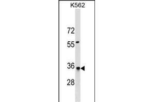 HMGCL Antibody (N-term) (ABIN1539566 and ABIN2849639) western blot analysis in K562 cell line lysates (35 μg/lane).