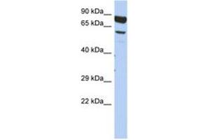 Image no. 1 for anti-Dpy-19-Like 4 (DPY19L4) (AA 575-624) antibody (ABIN6743891) (DPY19L4 Antikörper  (AA 575-624))