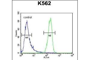ATP8A2 Antibody (N-term) (ABIN654888 and ABIN2844540) flow cytometric analysis of K562 cells (right histogram) compared to a negative control cell (left histogram). (ATP8A2 Antikörper  (N-Term))