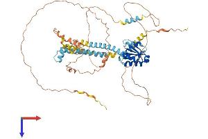 NCOA5 Protein (AA 1-579) (His tag)