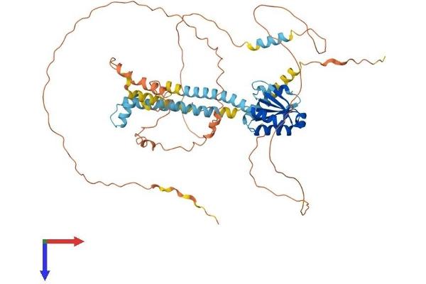 NCOA5 Protein (AA 1-579) (His tag)