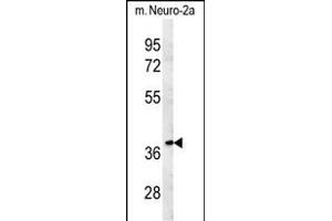 TNFAIP1 Antibody (C-term) (ABIN651602 and ABIN2840318) western blot analysis in mouse Neuro-2a cell line lysates (35 μg/lane). (TNFAIP1 Antikörper  (C-Term))