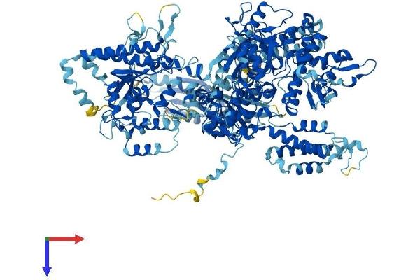 POLR3A Protein (AA 1-1390) (His tag)