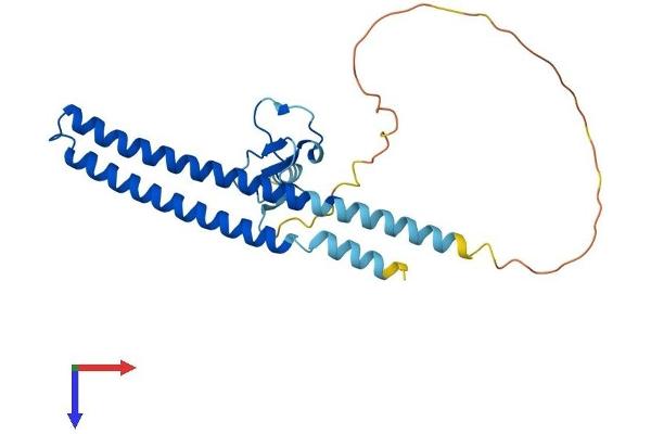 ING5 Protein (AA 1-240) (His tag)