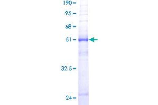 Aquaporin 8 Protein (AQP8) (AA 1-255) (GST tag)