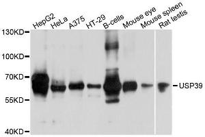 Western blot analysis of extracts of various cell lines, using USP39 antibody. (USP39 Antikörper  (AA 336-565))