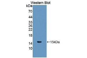 Glutaredoxin 1 Antikörper  (AA 2-107)