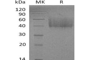 Inducible T-Cell Co-Stimulator Ligand (ICOSLG) protein (His tag)
