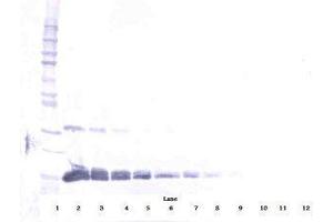 Image no. 2 for anti-Vascular Endothelial Growth Factor A (VEGFA) antibody (ABIN465470) (VEGFA Antikörper)