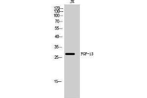 Western Blotting (WB) image for anti-Fibroblast Growth Factor 17 (FGF17) (Internal Region) antibody (ABIN3184611) (FGF17 Antikörper  (Internal Region))