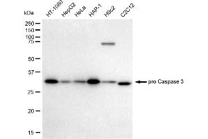 Western blotting analysis using pro Caspase 3 antibody (ABIN7797489). (Rekombinanter Active+pro Caspase 3 Antikörper)