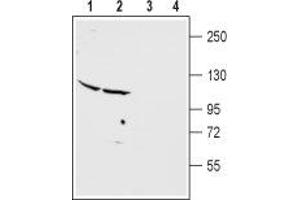 Western Blotting (WB) image for anti-Glutamate Receptor, Metabotropic 2 (GRM2) (AA 109-121), (Extracellular) antibody (ABIN7043247)