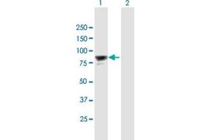 Western Blot analysis of PAXIP1 expression in transfected 293T cell line by PAXIP1 MaxPab polyclonal antibody. (PAXIP1 Antikörper  (AA 1-757))