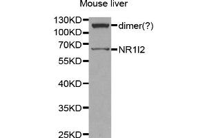 Western blot analysis of extracts of mouse liver, using NR1I2 antibody (ABIN5970763) at 1/1000 dilution. (NR1I2 Antikörper)