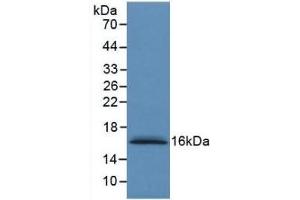 Detection of Recombinant S100A6, Human using Monoclonal Antibody to S100 Calcium Binding Protein A6 (S100A6) (S100A6 Antikörper  (AA 1-90))