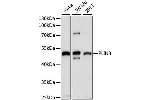 Western blot analysis of extracts of various cell lines, using PLIN3 antibody. (PLIN3 Antikörper)